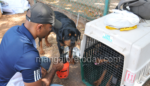 Dog show in Mangalore